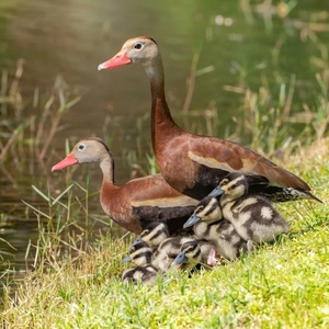 Team Page: Whistling-Ducks